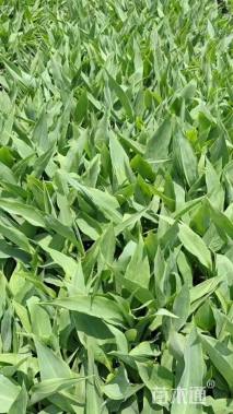 高度30厘米美人蕉