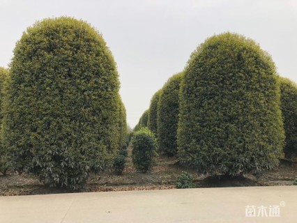 高度300厘米丛生桂花