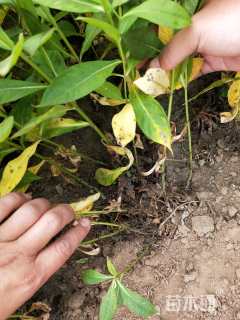 高度20厘米宿根福禄考