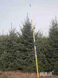 高度250厘米云杉