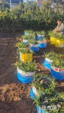 高度20厘米阔叶麦冬