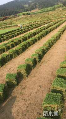 草毯状百慕大草