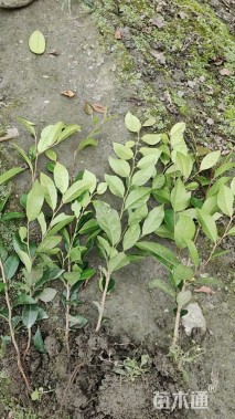 高度30厘米蚊母