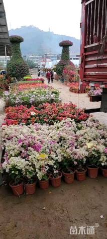 高度30厘米三角梅