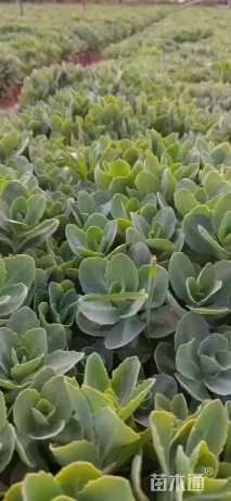 高度20厘米八宝景天