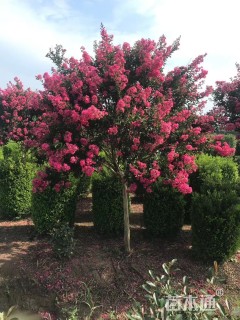 高度300厘米红花紫薇