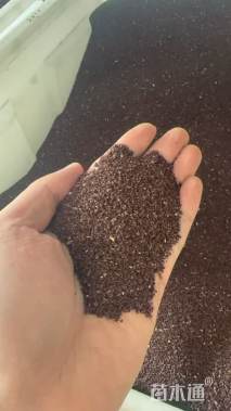月见草种子美丽月见草种子