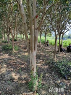 24公分四川红紫薇