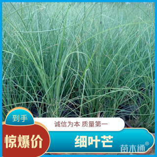 高度100厘米细叶芒