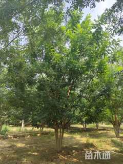 高度600厘米丛生国槐