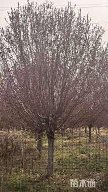 15公分绚丽海棠