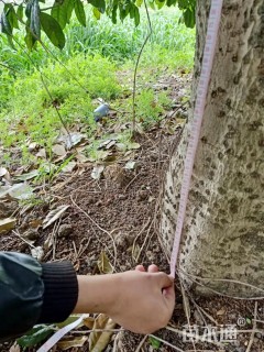 50公分桂花