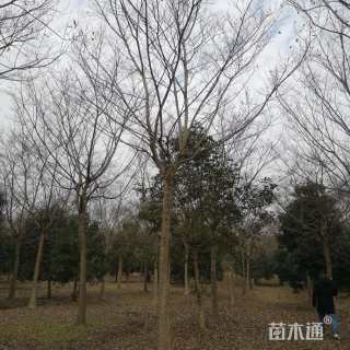 20公分朴树
