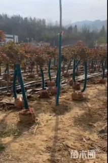 5公分高杆树状月季