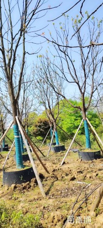 20公分香樟