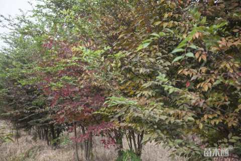 6公分(4杆)丛生榉树