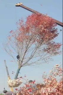 15公分美国红枫