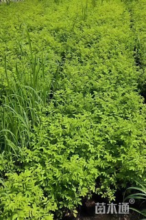 高度50厘米红刺玫