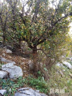 高度300厘米石榴