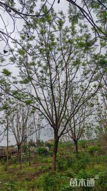 25公分蓝花楹