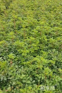 高度30厘米丰花月季