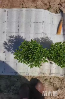 高度10厘米三七景天