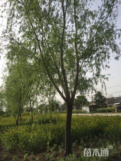 20公分金丝垂柳