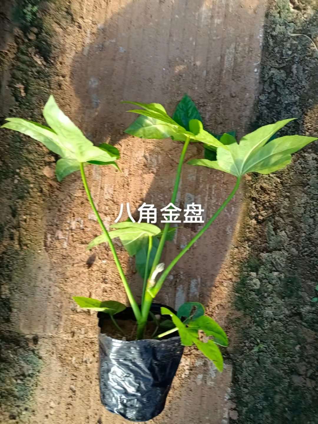 高度40厘米八角金盘小苗