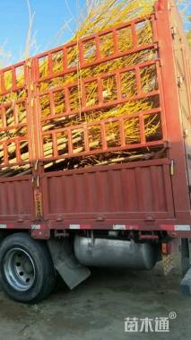 8公分矮杆金枝槐