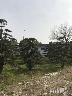 15公分造型罗汉松