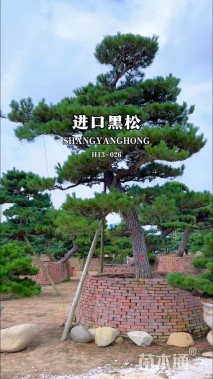 高度100厘米黑松