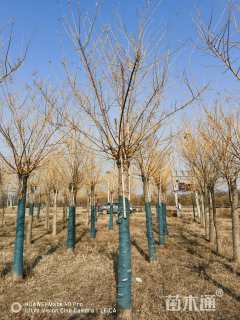 10公分矮杆金枝槐