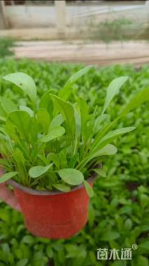 高度15厘米金鸡菊
