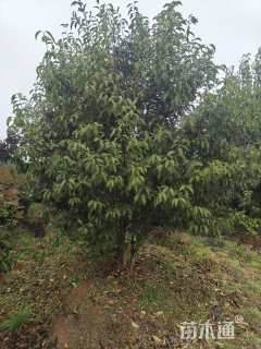 高度300厘米丛生大叶女贞