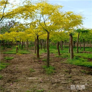 9公分金叶槐