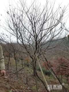 20公分日本早樱