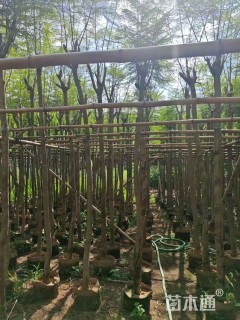 5公分蓝花楹