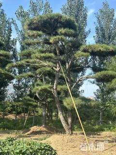 30公分高杆对植造型黑松