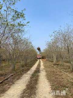 10公分(6杆)丛生朴树