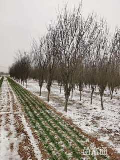 高度250厘米冬红