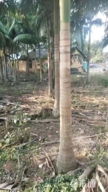 裸干高400厘米假槟榔