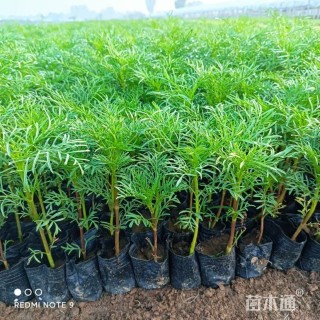 高度15厘米波斯菊
