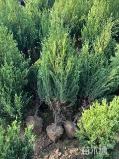 高度160厘米河南桧