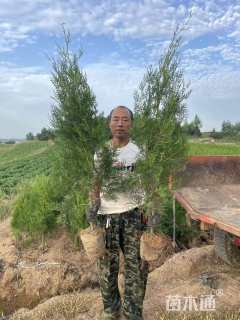 高度100厘米侧柏