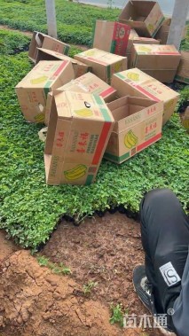 高度18厘米醉蝶花
