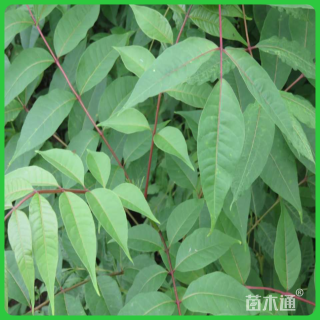 高度50厘米黄柏小苗