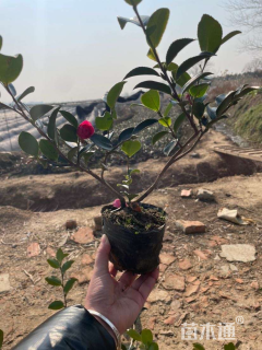 高度30厘米茶梅小苗