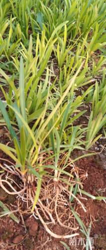 高度10厘米百子莲