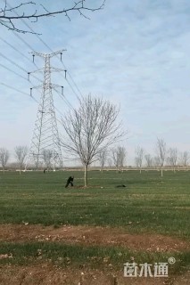 20公分银白槭