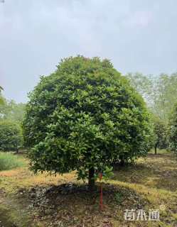 13公分桂花
